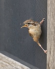 Veryl Witmer, Carolina Wren, Fledgling, Fire Island, Suffolk County, NY