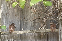 Veryl Witmer, Carolina Wren, Fledgling, Fire Island, Suffolk County, NY