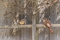 Veryl Witmer, Carolina Wren, Fledgling, Fire Island, Suffolk County, NY