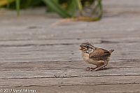 Veryl Witmer, Carolina Wren, out of the nest, but not flying, Fire Island, Suffolk County, NY, July 3, 2017