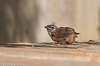 Veryl Witmer, Carolina Wren, out of the nest, but not flying, Fire Island, Suffolk County, NY, July 3, 2017