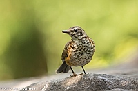 Veryl Witmer, American Robin, juvenile, Central Park, New York, NY