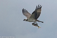 Veryl Witmer, Osprey, Fire Island, Suffolk Co., NY, August 8, 2017