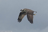 Veryl Witmer, Osprey, Fire Island, Suffolk Co., NY