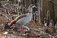 Egyptian Goose, Florida, Wakodahatchee Wetlands