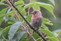Veryl Witmer, House Finch, JuvenileFire Island, Suffolk Co., NYHouse Finch, JuvenileFire Island, Suffolk Co., NY