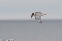 Veryl Witmer, Common Tern, Juvenile, Fire Island National Seashore, Suffolk Co., NY