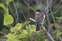Veryl Witmer, Eastern Kingbird, Juvenile, Fire Island National Seashore, Suffolk Co., NY