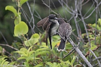 Veryl Witmer, Eastern Kingbird, Juvenile and Adult, Fire Island National Seashore, Suffolk Co., NY