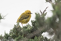 Veryl Witmer, Yellow Warbler, Juvenile, Fire Island National Seashore, Suffolk Co., NY
