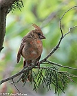 Veryl Witmer, Northern Cardinal, Juvenile, Fire Island, Suffolk Co., NY