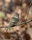 Veryl Witmer, Hammond's Flycatcher, Central Park, New York, NY, November 28, 2017