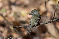 Veryl Witmer, Hammond's Flycatcher, Central Park, New York, NY, November 28, 2017