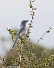 Veryl Witmer, Florida Scrub-jay, Oscar Scherer State Park,  FL