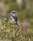 Veryl Witmer, Florida Scrub-jay, Oscar Scherer State Park,  FL