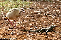 Egyptian Goose, Florida, Iguana, Wakodahatchee Wetlands, goose chasing iguana