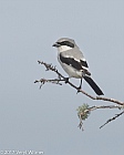 Veryl Witmer, Loggerhead Shrike, Celery Fields, FL