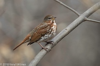 Veryl Witmer, Fox Sparrow, Central Park, New York