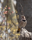 Veryl Witmer, Yellow-shafted Northern Flicker, Central Park, New York, NY