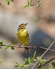 Veryl Witmer, Palm Warbler, Central Park, New York, NY