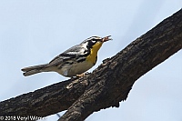 Veryl Witmer, Yellow-throated Warbler, Central Park, New York, NY