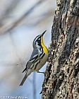 Veryl Witmer, Yellow-throated Warbler, Central Park, New York, NY