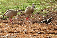 Egyptian Goose, Florida, Iguana, Wakodahatchee Wetlands, geese chasing iguana