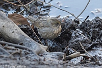 Veryl Witmer, Seaside Sparrow, Central Park, New York, NY