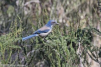 Veryl Witmer, California Scrub-jay, Pinnacles National Park, CA