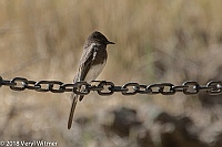 Veryl Witmer, Black Phoebe, Pinnacles National Park, CA