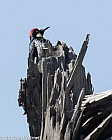 Veryl Witmer, Acorn Woodpecker, Pinnacles National Park, CA