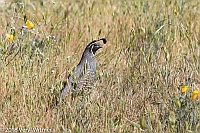 Veryl Witmer, California Quail, Pinnacles National Park, CA
