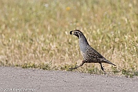Veryl Witmer, California Quail, Pinnacles National Park, CA