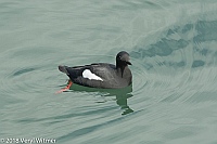 Veryl Witmer, Pigeon Guillemot, Santa Cruz, CA