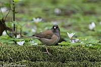Veryl Witmer, Dark-eyed "Oregon" Junco, Henry Cowell Redwoods State Park, CA
