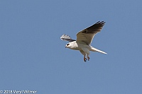 Veryl Witmer, White-tailed Kite, Shoreline Park, Mountain View, CA