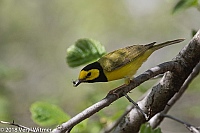 Veryl Witmer, Hooded Warbler, Central Park, New York, NY