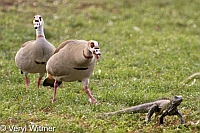 Egyptian Goose, Florida, Iguana, Wakodahatchee Wetlands, geese chasing iguana