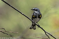 Veryl Witmer, Yellow-rumped Warbler, Central Park, New York, NY