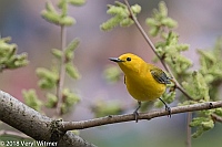 Veryl Witmer, Prothonotary Warbler, Central Park, New York, NY