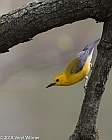 Veryl Witmer, Prothonotary Warbler, Central Park, New York, NY