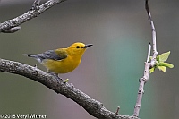 Veryl Witmer, Prothonotary Warbler, Central Park, New York, NY