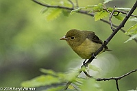 Veryl Witmer, Scarlet Tanager, Central Park, New York, NY