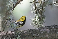 Veryl Witmer, Black-throated Green Warbler, Central Park, New York, NY