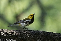 Veryl Witmer, Black-throated Green Warbler, Central Park, New York, NY