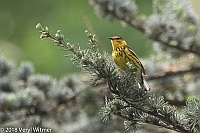 Veryl Witmer, Cape May Warbler, Central Park, New York, NY