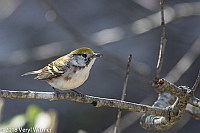 Veryl Witmer, Chestnut-sided Warbler, Fire Island, Suffolk County, NY