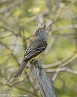  Veryl Witmer, Great-crested Flycatcher, Fire Island, Suffolk County, NY