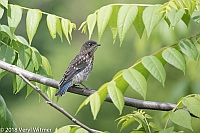 Veryl Witmer, Eastern Bluebird, fledgling, Middle Creek WMA, Lancaster County, PA