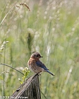 Veryl Witmer, Eastern Bluebird, Middle Creek WMA, Lancaster County, PA, June 11, 2018